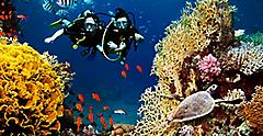 Couple on vacation diving among corals and fishes. The Caribbean.