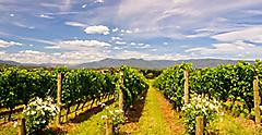 grape vines growing in a Yarra Valley vineyard. Australia.
