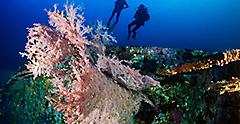 Two scuba divers exploring a reef on a shipwreck. The Caribbean.
