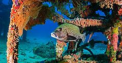 Tropical fish swimming near an underwater structure. The Caribbean.