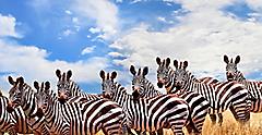 taking in a wildlife safari view of zebra. Africa.