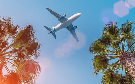 Airplane Flying through Palm Trees